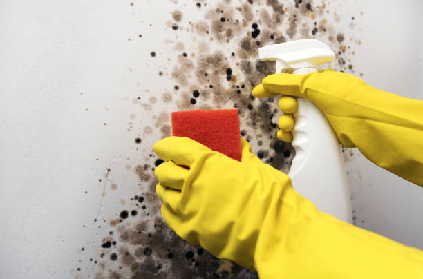 Best DIY Mold Remediation Support Services in Wakarusa, IN